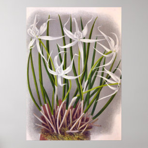 Brassavola Cuculatta  witte orchideeën Poster