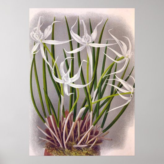 Brassavola Cuculatta  witte orchideeën Poster (Voorkant)