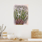 Brassavola Cuculatta  witte orchideeën Poster (Keuken)