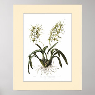 Brassia verrucosa, Douane-grens Poster