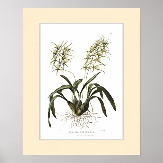 Brassia verrucosa, Douane-grens Poster (Voorkant)