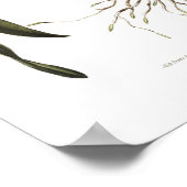 Brassia verrucosa van Miss Drake. Poster (Hoek)