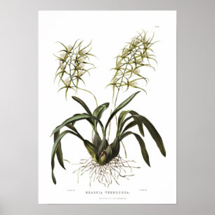Brassia verrucosa van Miss Drake. Poster