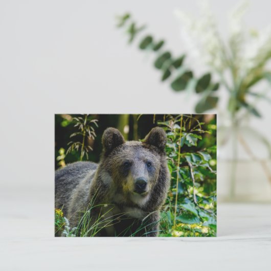 Braunbär Briefkaart (Staand voorkant)