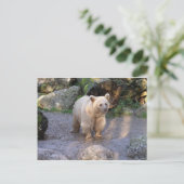 Braunbär Briefkaart (Staand voorkant)