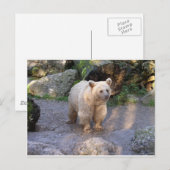 Braunbär Briefkaart (Voorkant / Achterkant)