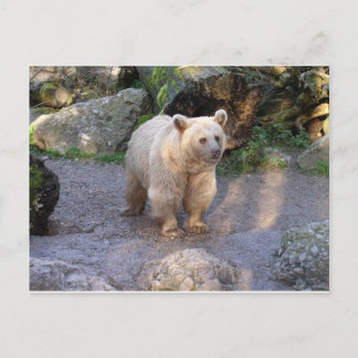 Braunbär Briefkaart