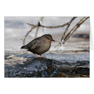 Brave American Dipper