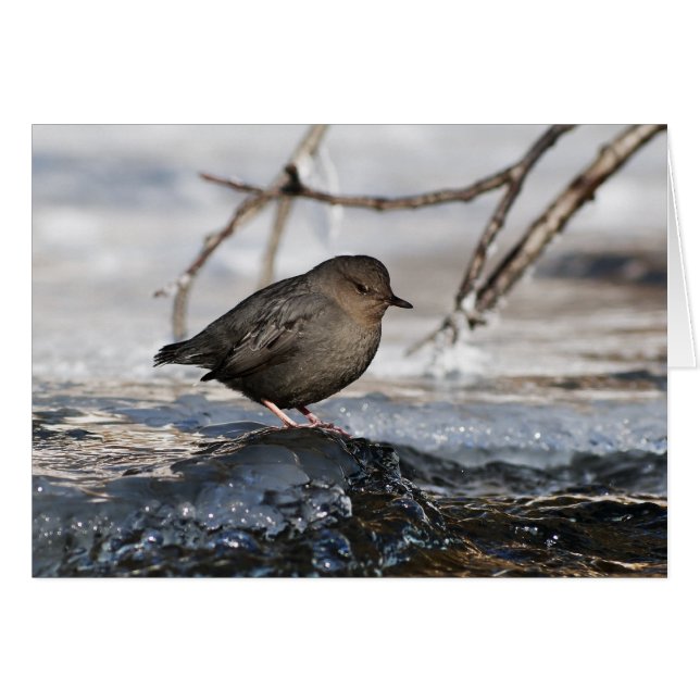 Brave American Dipper (Voorkant Horizontaal)