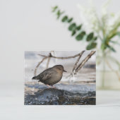 Brave American Dipper Briefkaart (Staand voorkant)