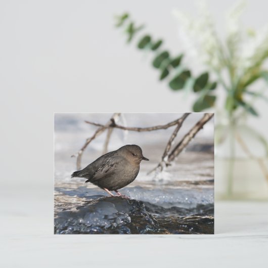 Brave American Dipper Briefkaart (Staand voorkant)