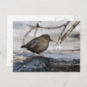 Brave American Dipper Briefkaart (Voorkant / Achterkant)