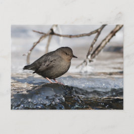 Brave American Dipper Briefkaart