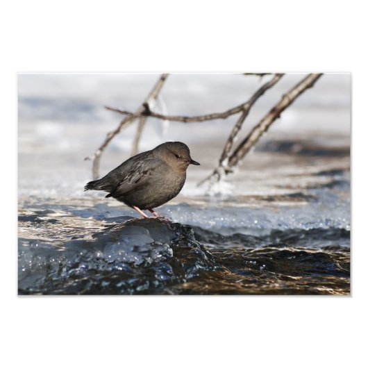 Brave American Dipper Foto Afdruk (Voorkant)