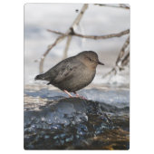 Brave American Dipper Klembord (Achterkant)