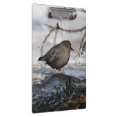Brave American Dipper Klembord (Rechts)