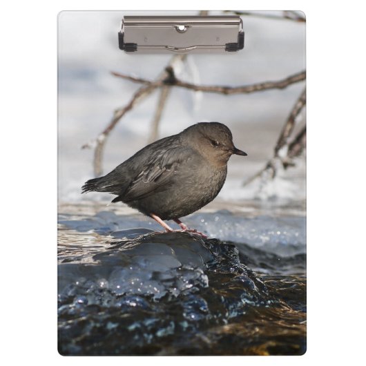 Brave American Dipper Klembord (Voorkant)