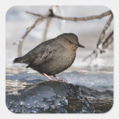 Brave American Dipper Vierkante Sticker (Voorkant)