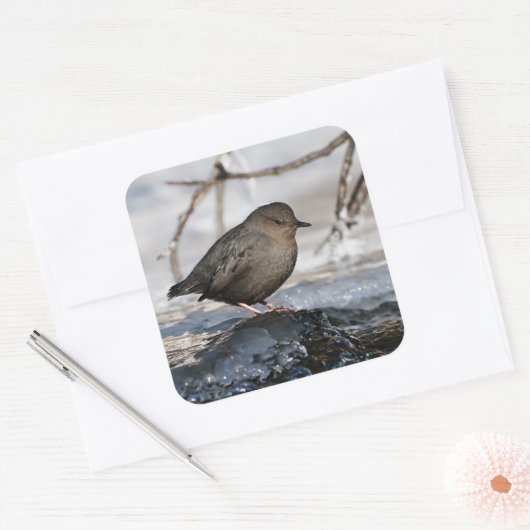 Brave American Dipper Vierkante Sticker (Envelop)