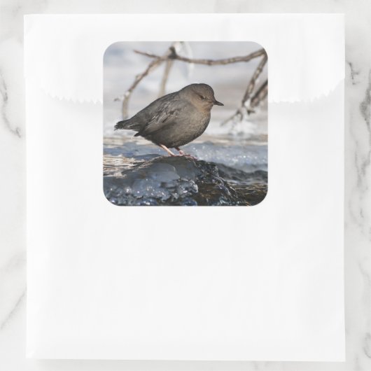 Brave American Dipper Vierkante Sticker (Tas)