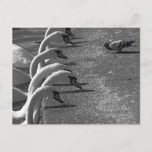 Brave Pigeon Briefkaart (Voorkant)