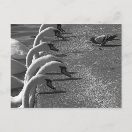 Brave Pigeon Briefkaart