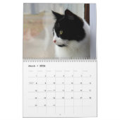 Brave Sir Baby Tuxedo Cat Kalender (Mar 2026)