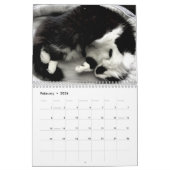 Brave Sir Baby Tuxedo Cat Kalender (Feb 2026)