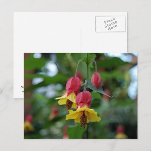 Braziliaans Briefkaart van de Bloem (Voorkant / Achterkant)