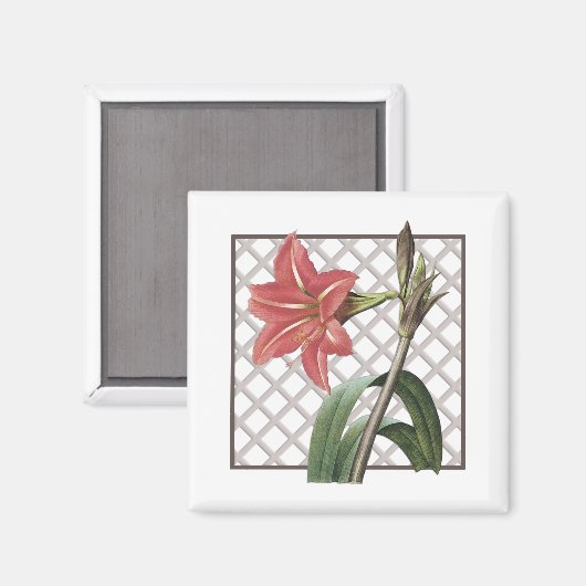 BRAZILIAANSE AMARYLLIS MAGNEET (Voorkant / Achterkant)