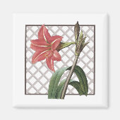 BRAZILIAANSE AMARYLLIS MAGNEET (Voorkant)