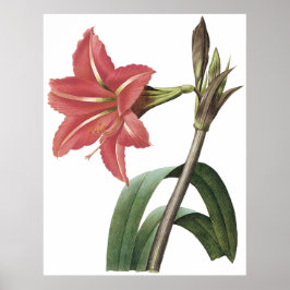 Braziliaanse Amaryllis Poster