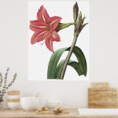 Braziliaanse Amaryllis Poster (Keuken)