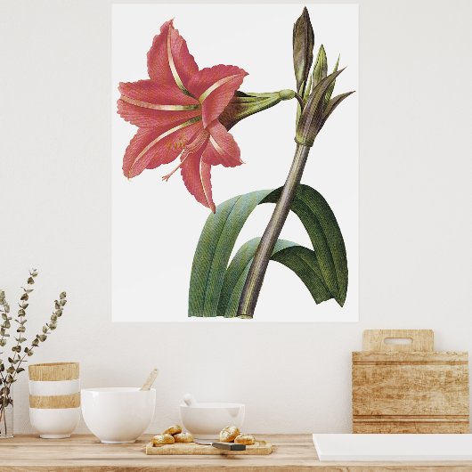 Braziliaanse Amaryllis Poster (Keuken)