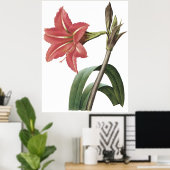 Braziliaanse Amaryllis Poster (Thuiskantoor)