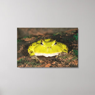 Braziliaanse Hoornkikker, Ceratophrys cornuta, 2 Canvas Afdruk