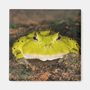 Braziliaanse Hoornkikker, Ceratophrys cornuta, 2 Magneet