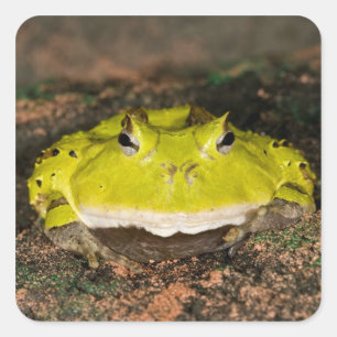 Braziliaanse Hoornkikker, Ceratophrys cornuta, 2 Vierkante Sticker