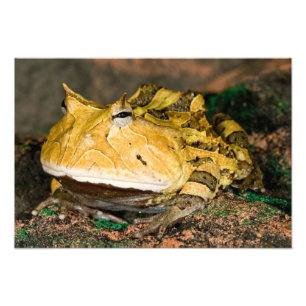Braziliaanse Hoornkikker, Ceratophrys cornuta, 3 Foto Afdruk