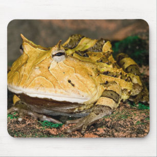Braziliaanse Hoornkikker, Ceratophrys cornuta, 3 Muismat