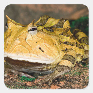 Braziliaanse Hoornkikker, Ceratophrys cornuta, 3 Vierkante Sticker