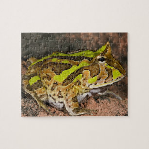 Braziliaanse Hoornkikker, Ceratophrys cornuta, Inh Legpuzzel