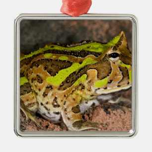 Braziliaanse Hoornkikker, Ceratophrys cornuta, Inh Metalen Ornament