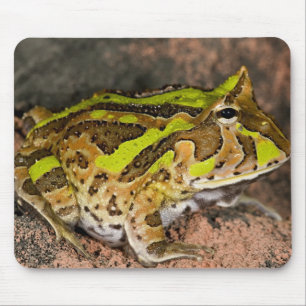 Braziliaanse Hoornkikker, Ceratophrys cornuta, Inh Muismat