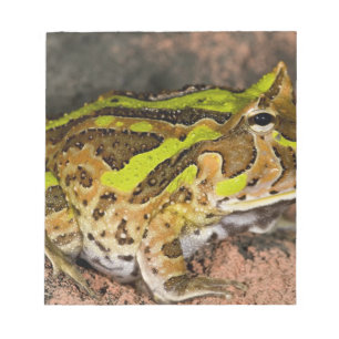 Braziliaanse Hoornkikker, Ceratophrys cornuta, Inh Notitieblok