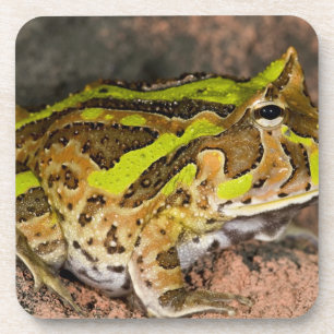 Braziliaanse Hoornkikker, Ceratophrys cornuta, Inh Onderzetter