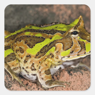 Braziliaanse Hoornkikker, Ceratophrys cornuta, Inh Vierkante Sticker