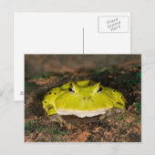 Braziliaanse Horn Frog, Ceratophrys cornuta, 2 Briefkaart (Voorkant / Achterkant)