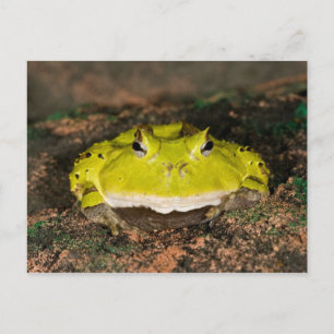 Braziliaanse Horn Frog, Ceratophrys cornuta, 2 Briefkaart