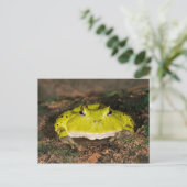 Braziliaanse Horn Frog, Ceratophrys cornuta, 2 Briefkaart (Staand voorkant)